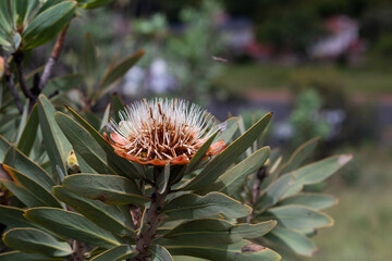 Fototapeta premium Close up of pink, red, orange and white blooming Protea Flower