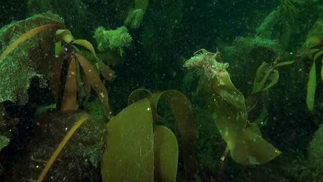 Seaweed in crystal clear water at bottom of Kara Sea. Variety of types of seaweed found in Kara Sea, commonly referred to as sea lettuce and kelp.