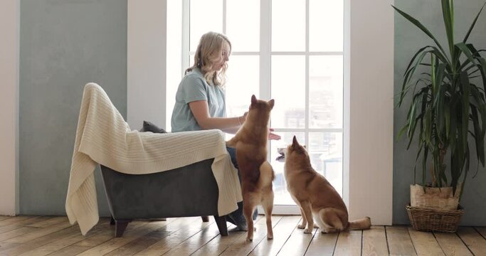 Woman is sitting in the armchair, playing with two cute akita inu dogs and training them, at home in cozy comfortable living room. In the background is a large French window. Animal care concept.