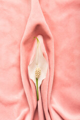 Pink soft tissue in the form of female genital organs, vulva and labia, vagina concept with delicate flower - obrazy, fototapety, plakaty