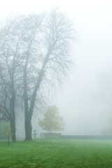 Morning mist in autumn park
