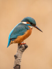 Martin-pêcheur