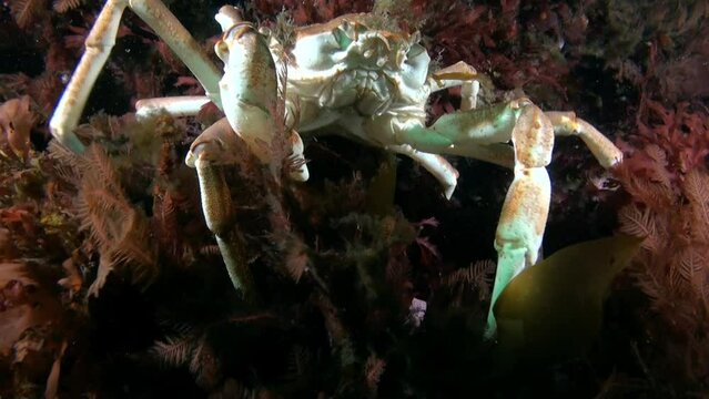 Chionoecetes opilio, commonly known as strigun crab, is resident of Kara Sea, where it can be found living in algae of seabed underwater.