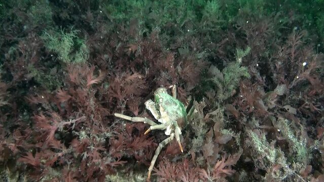 Crab in amazing wildlife of underwater world of Kara Sea. Crab in algae of seabed of marine animals and inhabitants of water space.