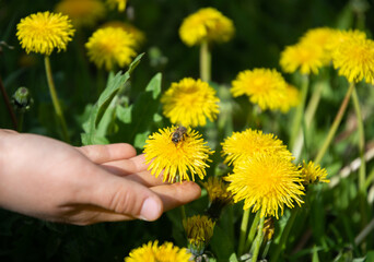 human hand holding flower with be on a lawn with blooming dandelions