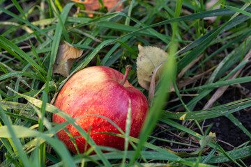 Red apple fallen from the tree in the grass