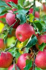 Branch of apple tree with ripe apples