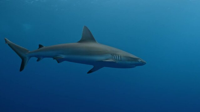 Solitary Grey Reef Shark swims towards camera through blue sunlit water