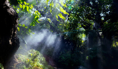 Tropical jungle with  green of the nature as sun beam and mist-foggy in the morning at the  garden
