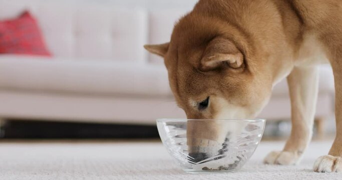 Close-up of cute akita inu dog eatting from a transparent bowl at home in cozy comfortable living room. Animal care concept.