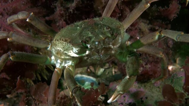Crab close-up in crystal clear transparent water of Kara Sea. Macro video about underwater life of crabs in seas of Novaya Zemlya. Watch more videos about these marine life in collection.