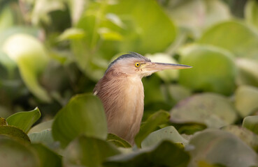 Yellow Bittern