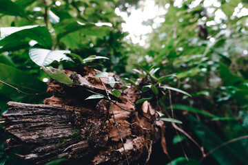 Close up of a log of green tree lying down in the forest during sunset with beautiful leaves.