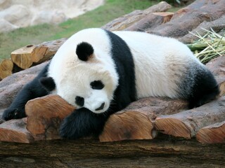 giant panda eating bamboo © syed