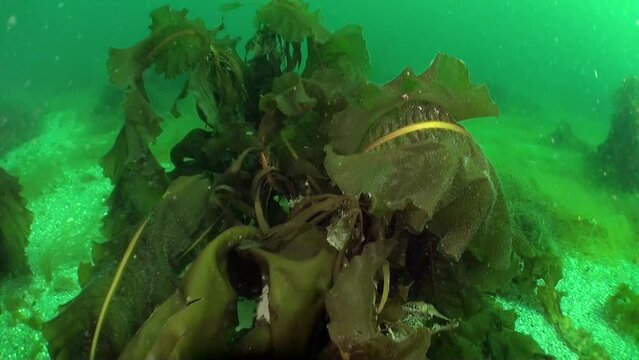 Crab concealed among seaweed in underwater world of Barents Sea. Barents Sea is home to Hemigrapsus sanguineus crab. Watch more videos about these marine life in collection.