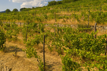 Fototapeta na wymiar Drone photography of vineyard