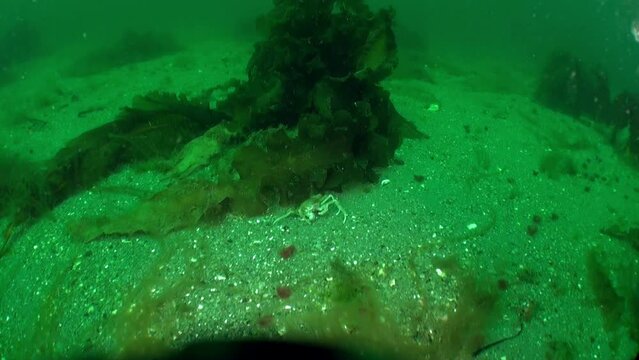 Crab obscured among marine plants in oceanic landscape of Barents Sea. Barents Sea is home to Hemigrapsus sanguineus crab. Watch more videos about these marine life in collection.