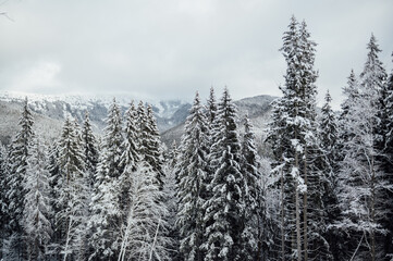 Pine trees covered with snow on frosty evening. Beautiful winter panorama