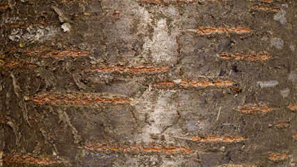 Tree bark texture of Prunus avium or wild cherry with beautiful shiny pattern