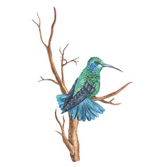 Obraz premium Watercolor illustration. Hummingbird sits on a tree with his back to the viewer. Tropical exotic bird. Isolated on a white background. For design printing on fabrics and home goods