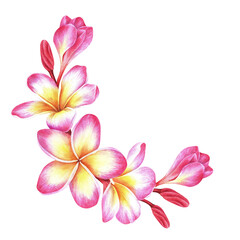 Semicircular composition of plumeria flowers. Frangipani. Watercolor botanical illustration. Isolated on a white background. For the design of packaging for cosmetics, perfumes, travel brochures