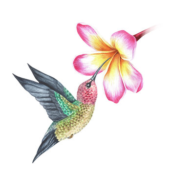 Watercolor illustration. A hummingbird drinks nectar from a plumeria flower. Tropical exotic bird. Isolated on a white background.For design prints, interior stickers, printing on home goods