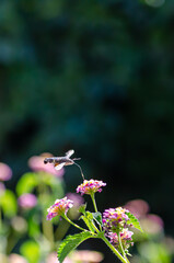 hummingbird moth 