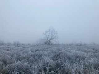 Lone tree in heavy fog, hard frost