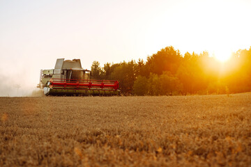 Fototapeta premium Big modern industrial combine harvester machine reaping gather golden ripe wheat cereal field meadow on summer day. Agriculture, gardening or ecology concept.