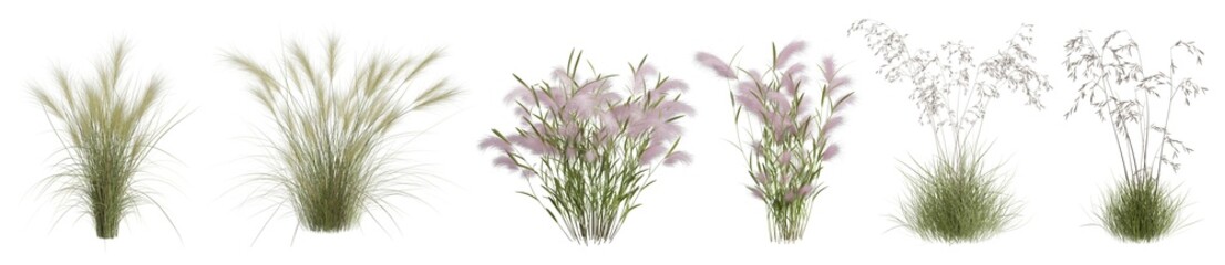 Fototapeta Various grass bushes isolated on transparent background. Realistic 3D render. obraz