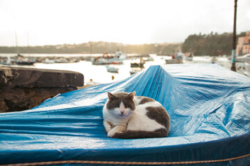 Cats of Procida Island, Italy.