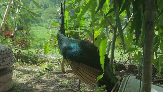 peacocks live freely in the bushes at the edge of the forest