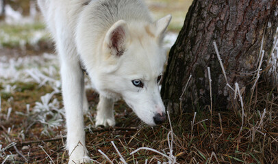 White husky dog portrait. White wolf 
in the forest