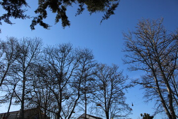 trees and sky