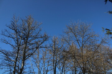 trees and sky