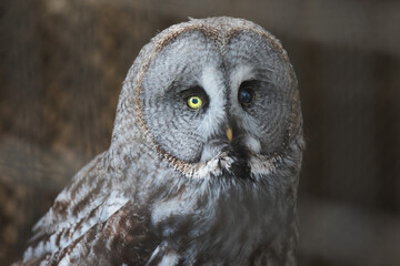 great grey owl
