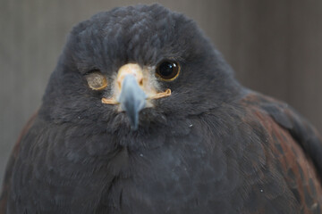 close up of a eagle