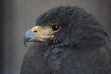 portrait of an eagle