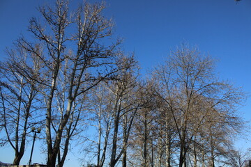 trees and sky