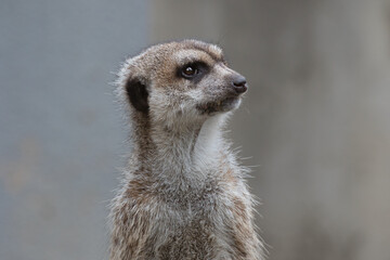 Fototapeta premium meerkat on guard