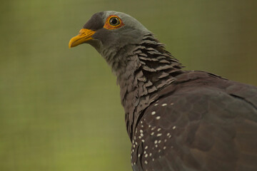 African olive pigeon