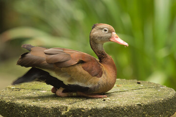 duck in the park