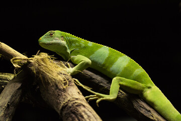 iguana on a tree