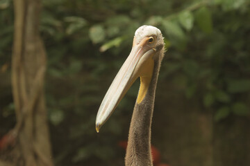 portrait of a pelican