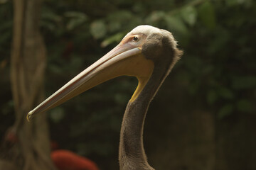 portrait of a pelican