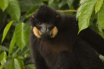 Fototapeta premium Portrait of a monkey