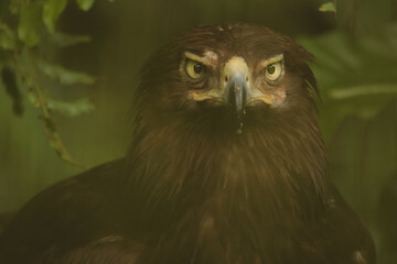 close up of a eagle
