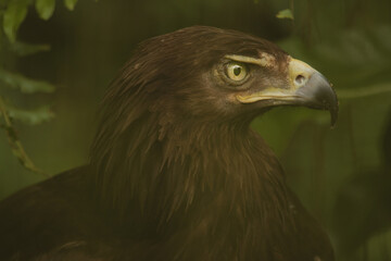 portrait of a eagle