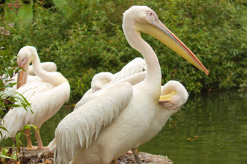 pelican on the shore