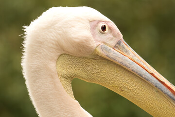 portrait of a pelican